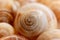 Spiral snail shells. Gastropod shells. Macro, closeup.