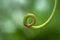 Spiral tendril