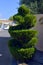 Spiral Topiary conifer