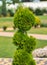 Spiral Topiary: A Green Masterpiece in Your Garden