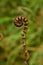 Spiral tree fern detail, New Zealand beauty