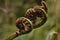 Spiral tree fern, New Zealand native plant