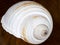 Spiral wound seashell isolated on brown background