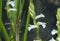 Spiranthes aestivalis summer lady a tiny wild orchid with white waxy-looking flowers that grow in late summer in humid