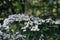 Spirea branch with white flowers close-up.