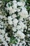 Spirea bush