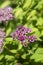 Spirea - flowering shrub. Pink flower bush