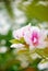 Spirea in the garden, blooming by petal white center pink .