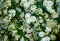 Spirea inflorescence, small delicate white flowers, green leaves, repeating floral botanical pattern, background