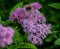 Spirea Japanese (feather-fern, Astilbe japonica) and cuckoo bee