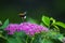 Spirea Japanese (feather-fern, Astilbe japonica) and cuckoo bee