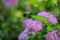 Spirea Japanese (feather-fern, Astilbe japonica) and cuckoo bee