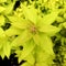 spirea japanese golden flame with yellow leaves and red shoots close up