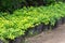 Spirea plants in pots on sale. Spirea seedlings in plastic pots, seedling of trees, bushes, plants at plant nursery