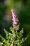 Spirea Triumphans or Spiraea x billardii Triumphans garden hybrid deciduous shrub plant with tiny purplish pink flowers in conical