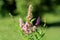 Spirea Triumphans or Spiraea x billardii Triumphans garden hybrid plant with tiny partially dried purplish pink flowers and light