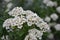 Spirea Wangutta. Spiraea vanhouttei, ornamental shrub of the Rosaceae family