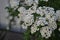 Spirea Wangutta. Spiraea vanhouttei, ornamental shrub of the Rosaceae family. White flowers