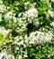 Spirea white shrub decorative