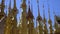 Spires of Burmese Golden Pagodas in Myanmar