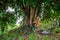 A spirit house on earth mound with huge tree stands behind.