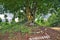 A spirit house on earth mound with huge tree stands behind.