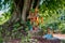 A spirit house on earth mound with huge tree stands behind.