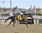 Spirit Lets Hearit winning at Aqueduct