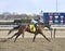 Spirit Lets Hearit winning at Aqueduct