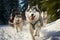 A spirited husky dog excels in the high speed sport of sled racing