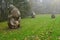 Spiritual place in Sigulda. Shrines in the fog.