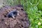 Spirng mole and molehill