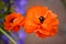 Spirngtime orange ranunculus Persian Buttercup flower