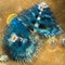 Spirobranchus giganteus, commonly known as Christmas tree worms, are tube-building polychaete worms belonging to the family