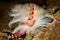 Spirobranchus giganteus, commonly known as Christmas tree worms, are tube-building polychaete worms belonging to the family