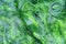 Spirogyra or green zygnematales texture nature background