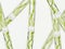 Spirogyra sp. green algae under microscopic view x40 - Chlorophyta