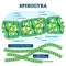 Spirogyra vector illustration. Labeled educational green algae structure.