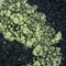 Spirulina algae, electron microscope view