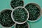 Spirulina algae tablets. Spirulina pills in cups on a green background. Vegetarian omega three.Plant source of amino