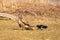 Spiteful magpie disturbing a buzzard