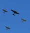 Spitfire aircraft flying in formation over Southern England with a single Bristol Blenheim bomber.