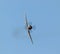 Spitfire in flight. WW2 Aircraft  flight  airplane fighter plane