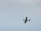 Spitfire Mk X1X PS915 The Last One Produced Flying over Dunsfold