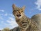 Spitting domestic cat (housecat) on a wall