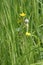 Spittle Bug Foam on Buttercup Plant