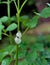 Spittle bug on the plant with foam of spittle.