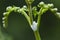 Spittlebug Foam On Plant