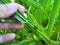 spittlebugs attacking intensive grass system beef cattle pasture, tropical climate, grassland