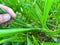 spittlebugs attacking intensive grass system beef cattle pasture, tropical climate, grassland